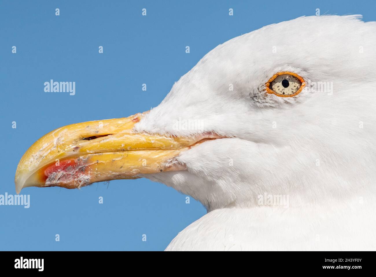 Silbermöwe Stockfoto