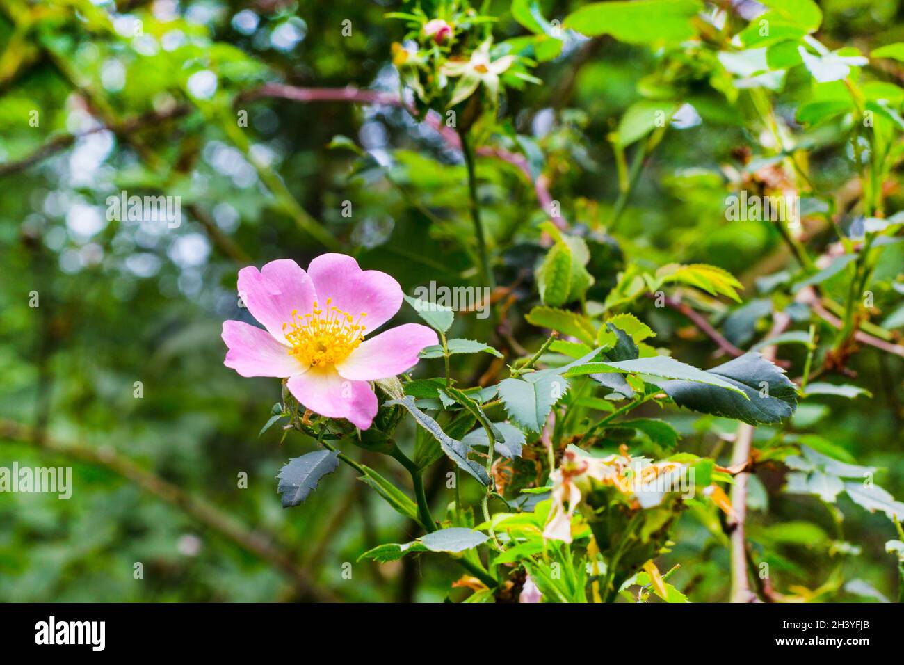 Blühende Wildhund Rosenblume Stockfoto
