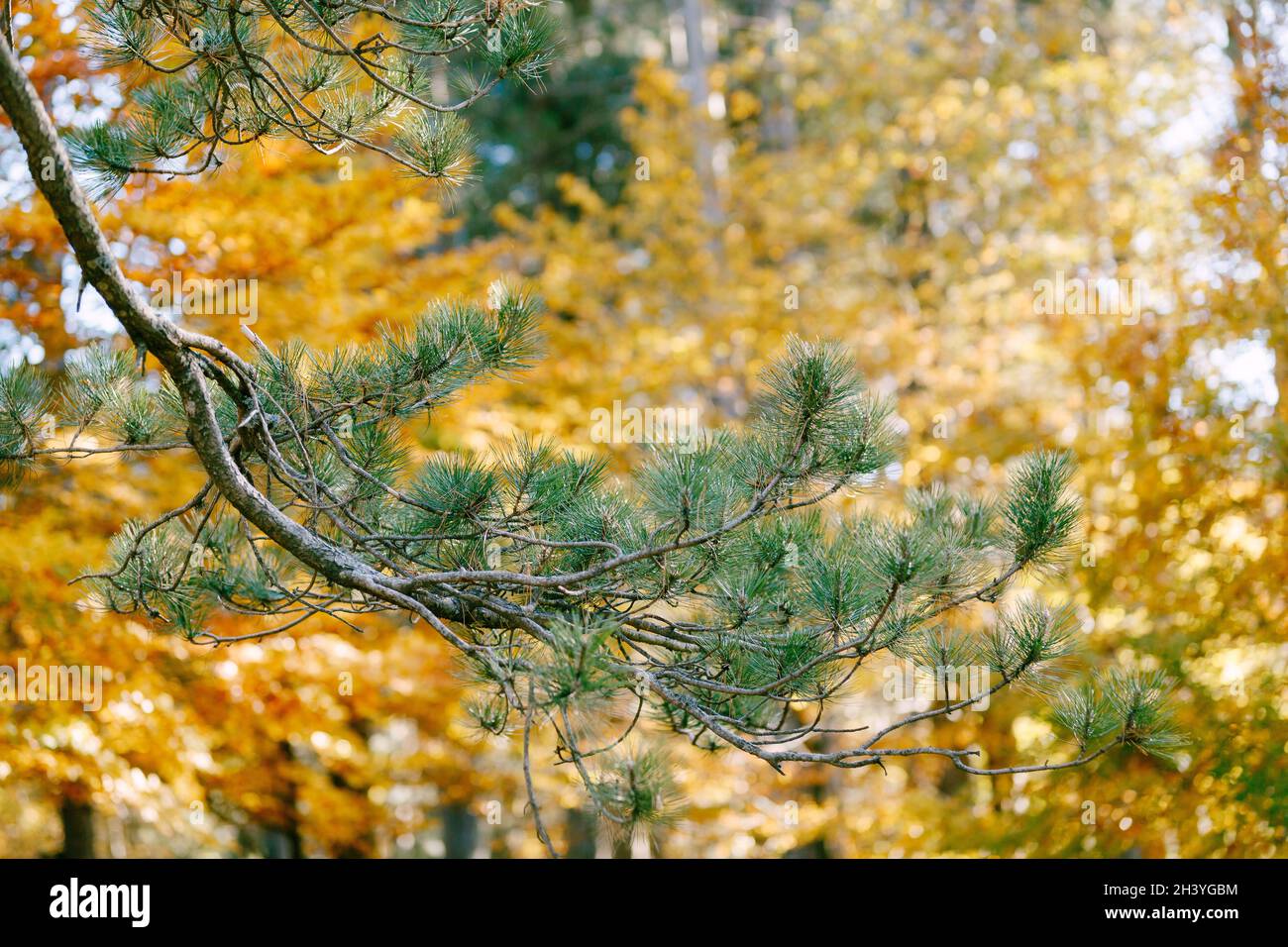 Grüne Nadeln an den Zweigen aßen, vor dem Hintergrund der gelben Herbstblätter. Stockfoto