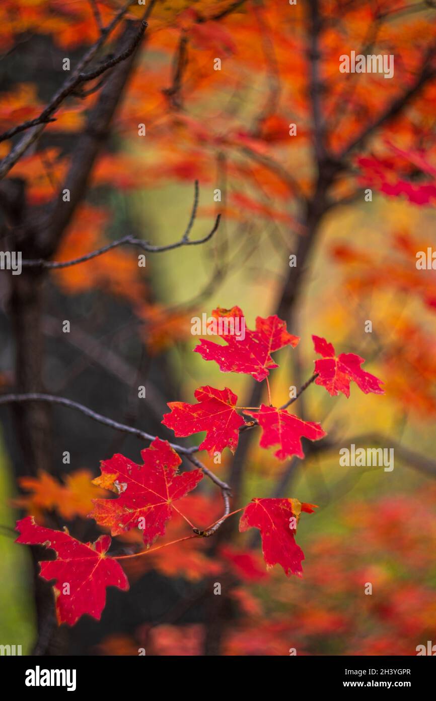 Leuchtend rote Ahornblätter auf Ast im Wald Stockfoto