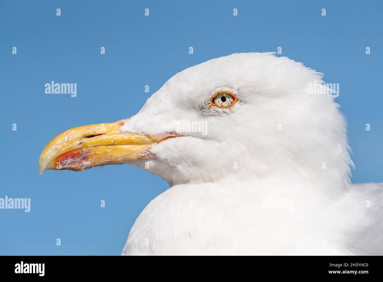 Silbermöwe Stockfoto
