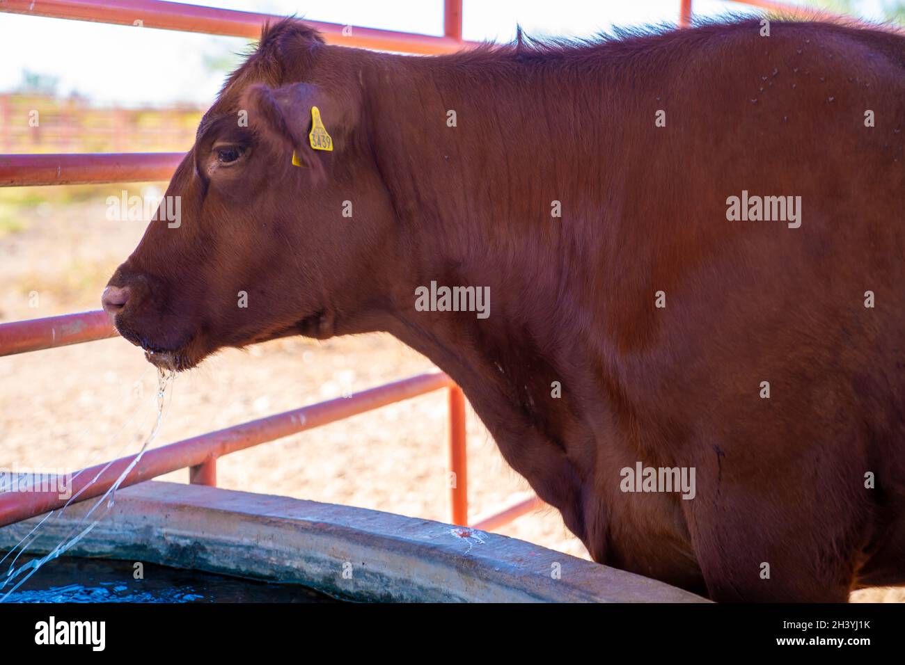 Viehseil Stockfotos und -bilder Kaufen - Alamy