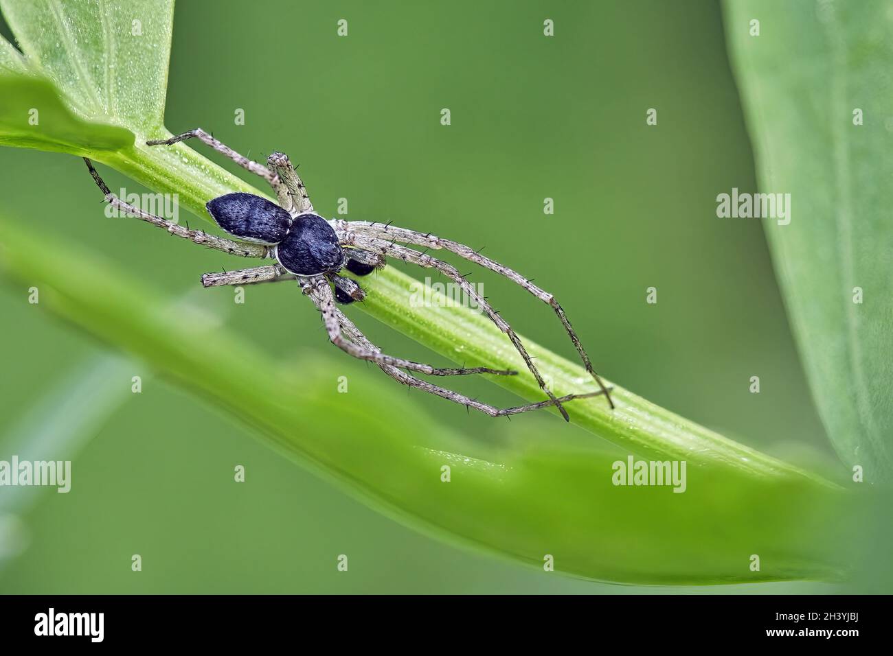 Philodromus ist schlecht. Stockfoto