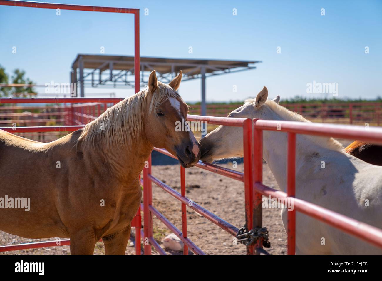 Pferd zeigt Zuneigung durch kurze Interaktion Stockfoto