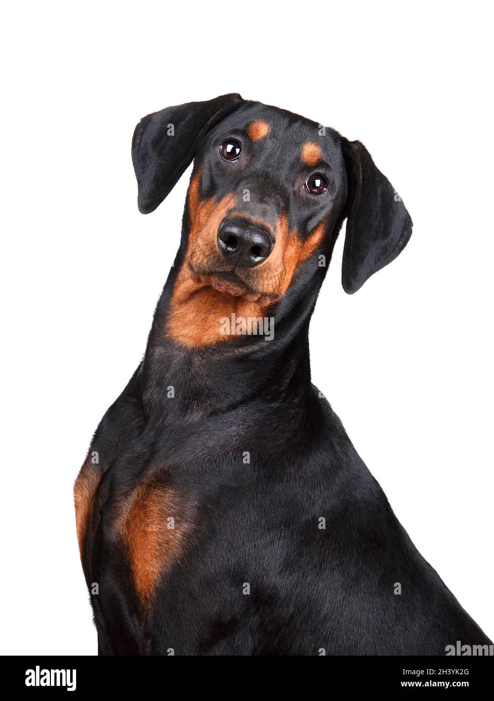 Braun-schwarzer deutscher Pinscher Stockfoto