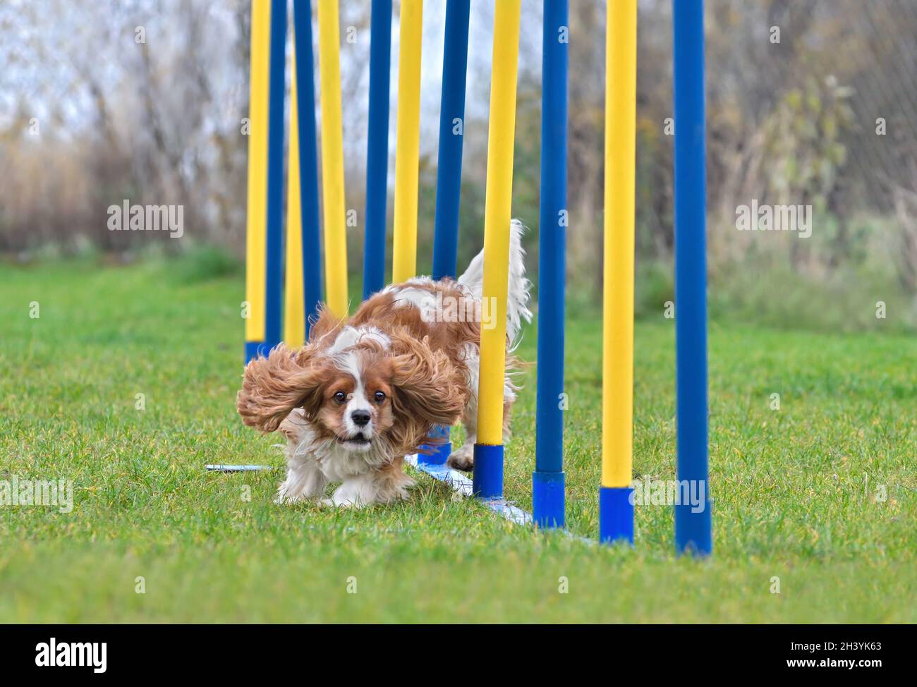 Agility Dog Training Stockfoto