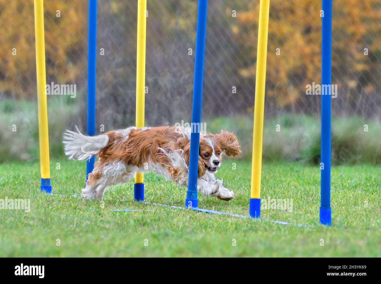 Agility Dog Training Stockfoto