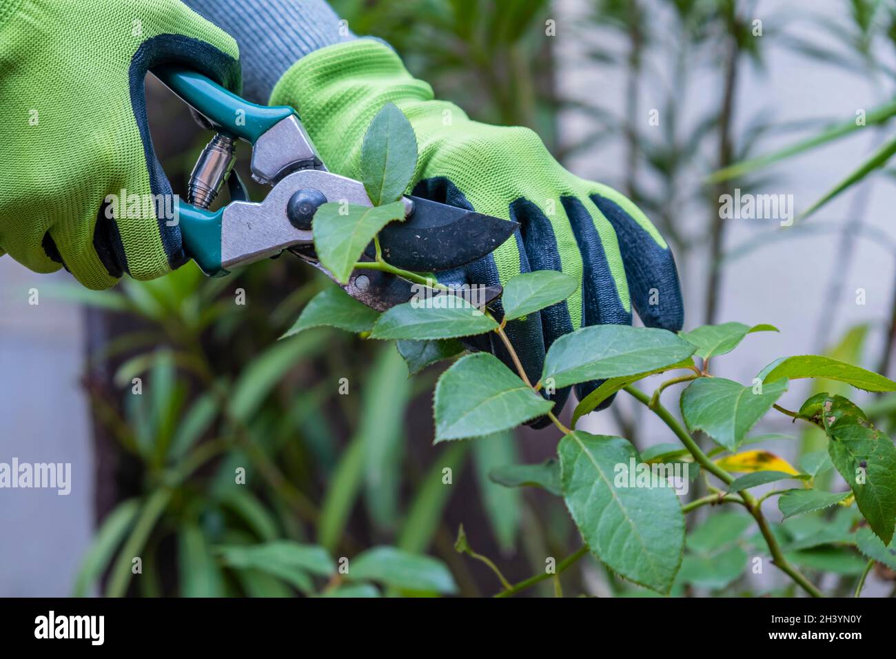 Gärtner schneidet Rosen im Garten.Home Gartenarbeit Stockfoto