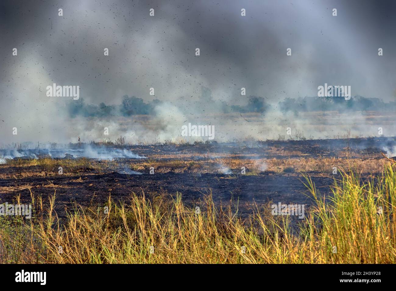 Bauern verbrennen trockenes Reisstroh auf entleerten Feldern Stockfoto