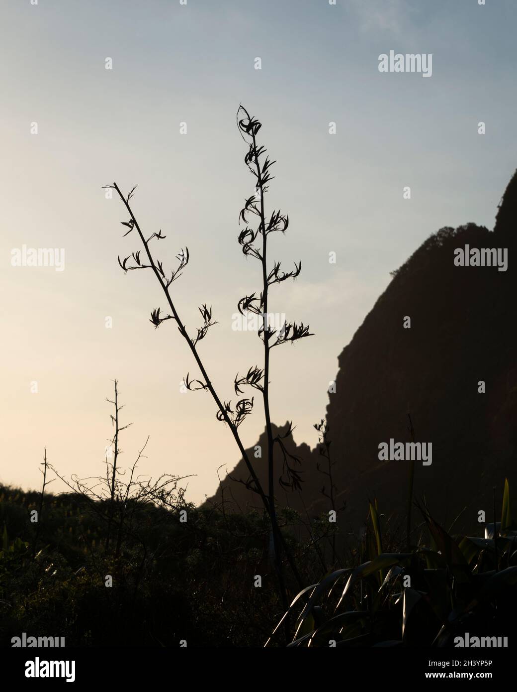 Neuseeländischer Flachs oder blühende Harakeke am Karekare Beach, Waitakere, Auckland. Vertikales Format. Stockfoto