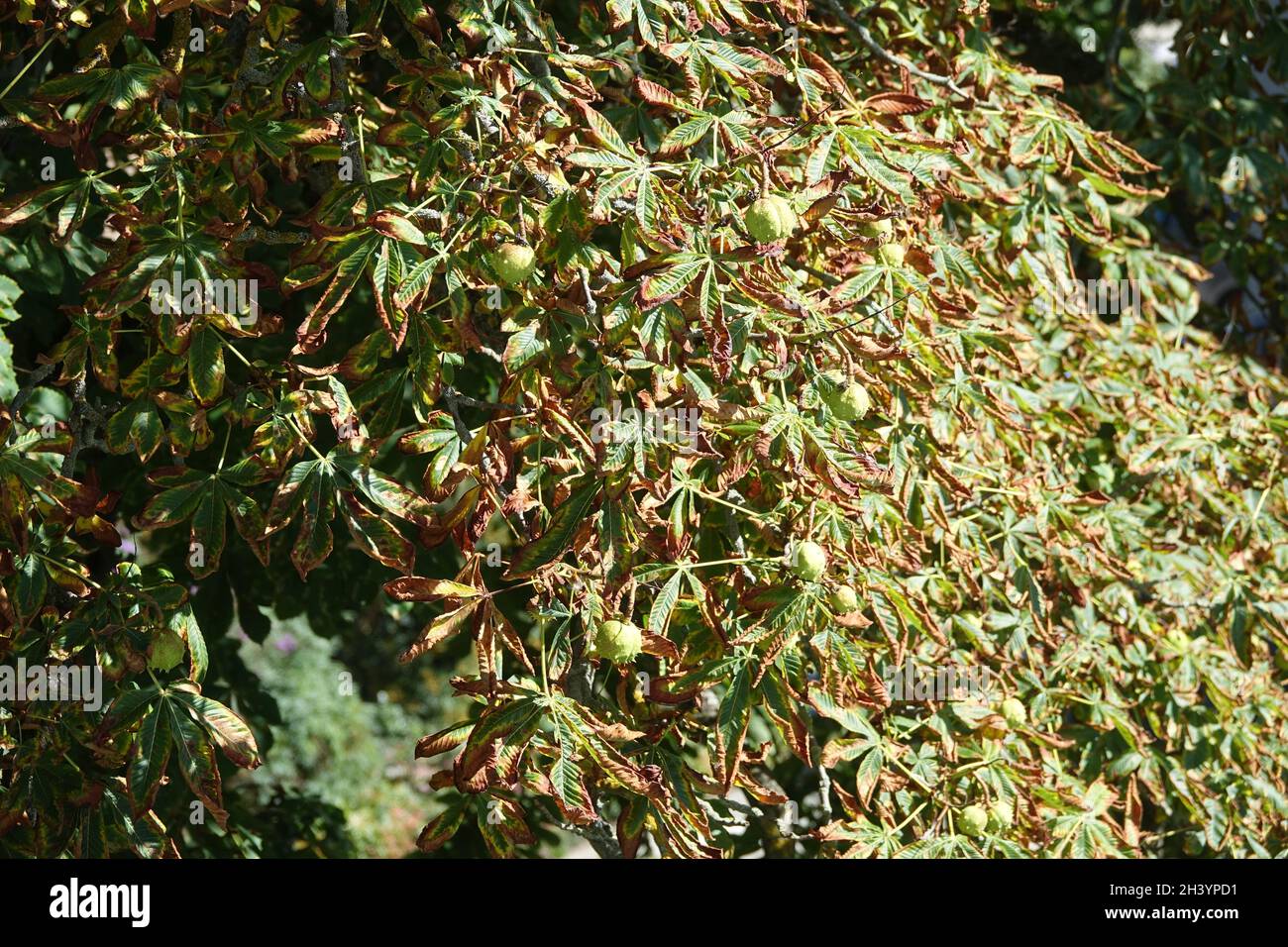 Aesculus hippocastanum, Rosskastanie, Blattnekrose Stockfoto