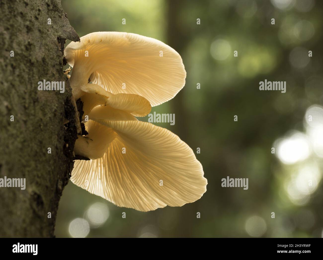 Pilze wachsen auf einem Baumstamm im Herbstwald. Stockfoto