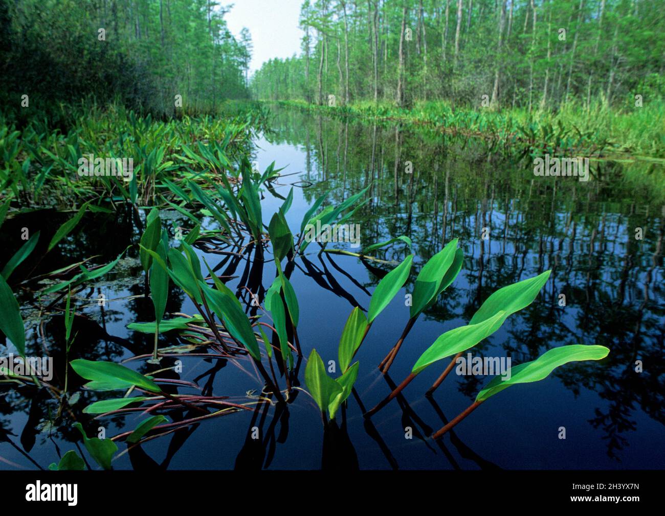 Okeefenokee Swamp in Georgia Stockfoto