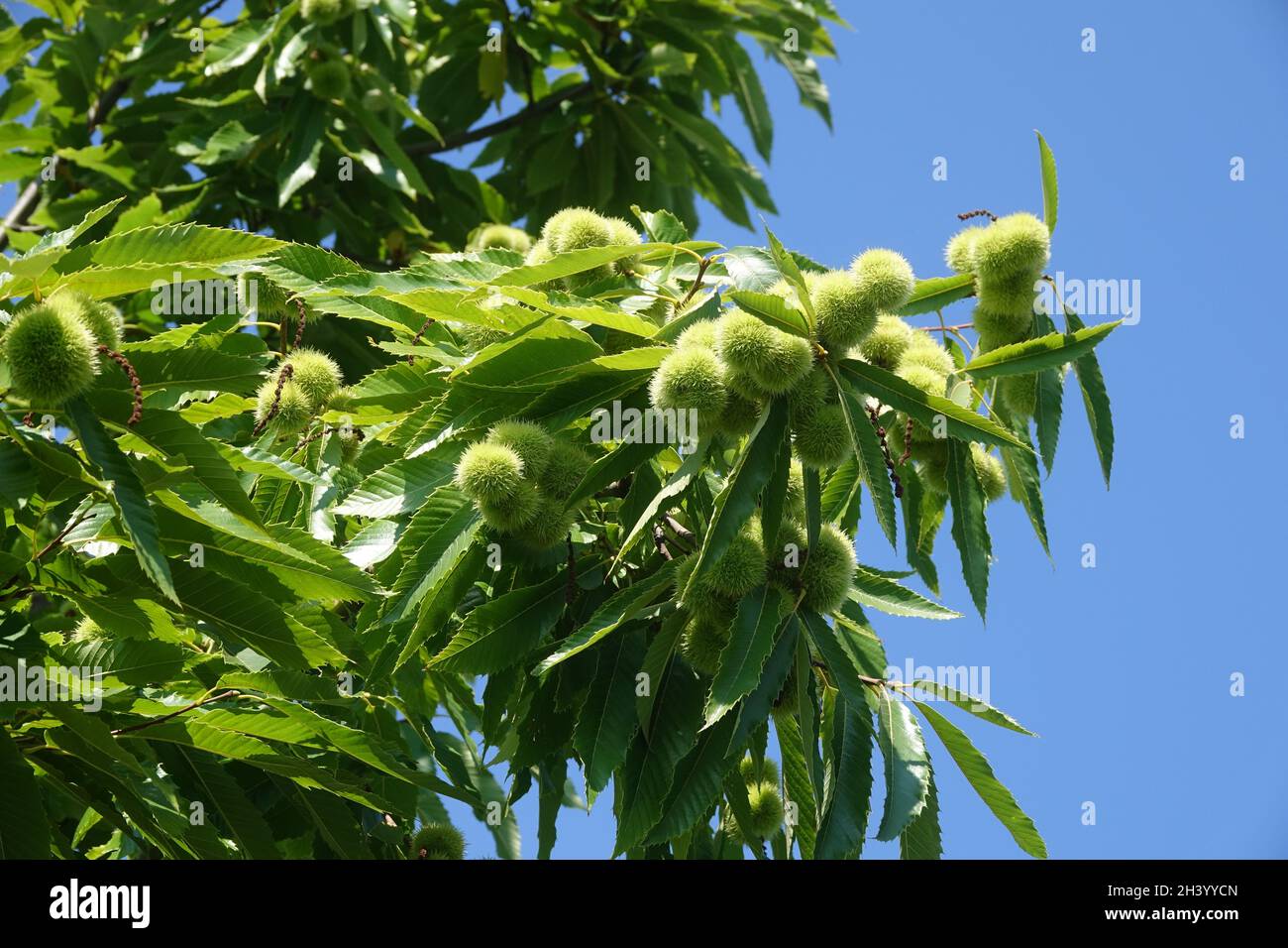 Castanea sativa, Edelkastanie Stockfoto