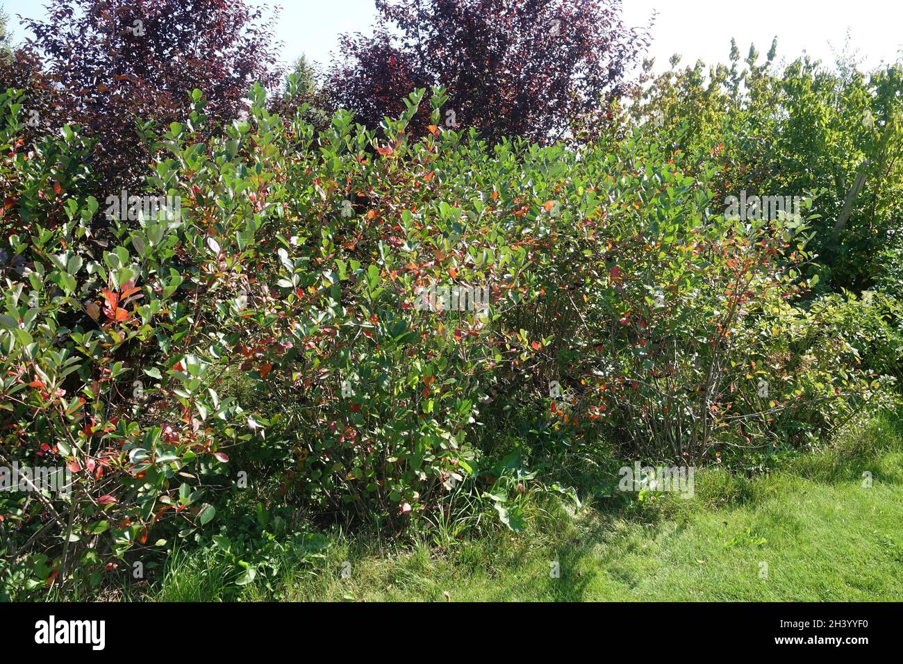 Aronia melanocarpa, Apfelbeere, Hecke Stockfoto