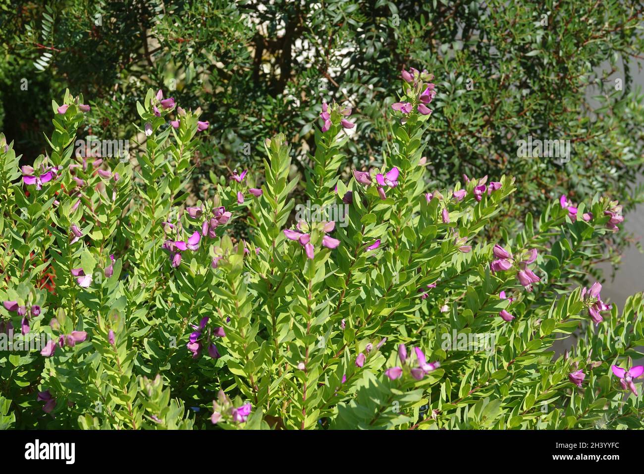 Polygala myrtifolia, Myrtenblatt-Milchkraut Stockfoto