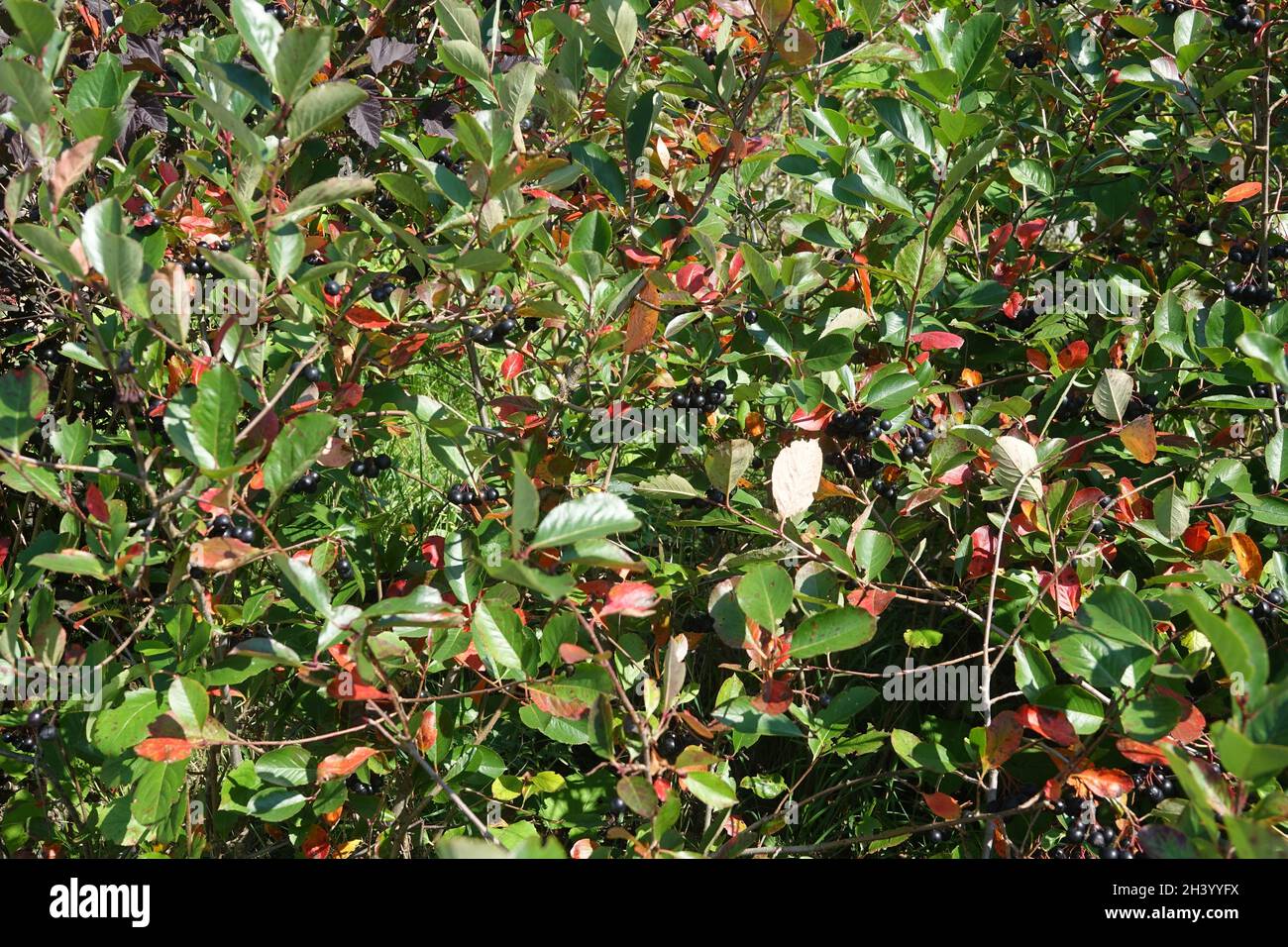 Aronia melanocarpa, Apfelbeere, Hecke Stockfoto