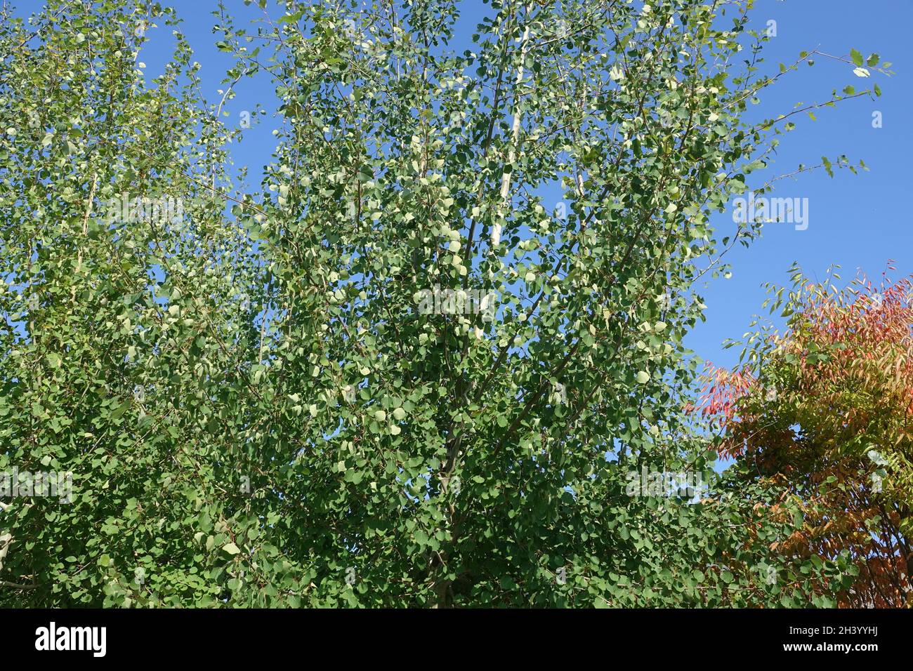 Populus tremuloides, amerikanische Espe Stockfoto