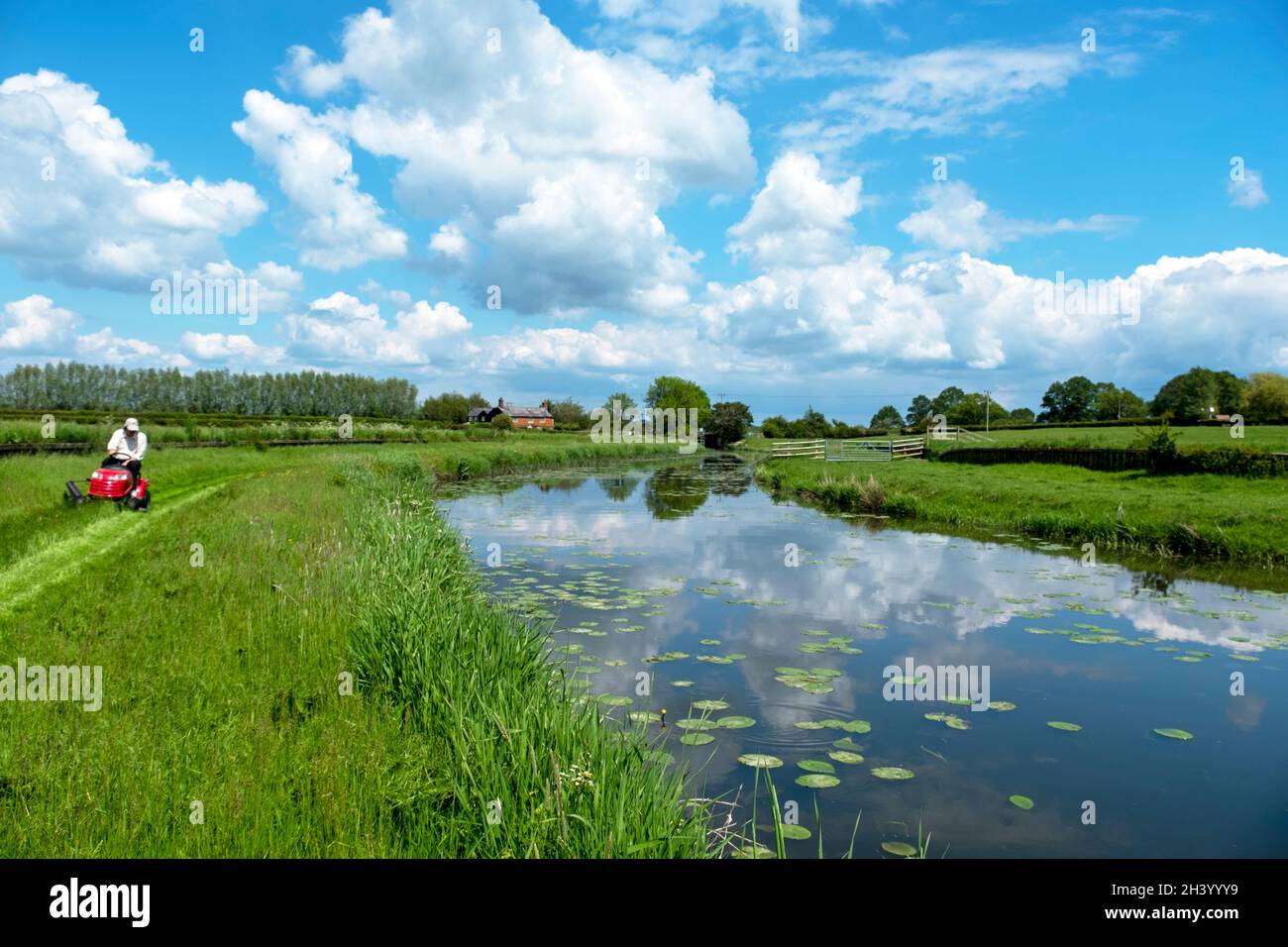 Mann mäht den Schlepppfad auf dem Fluss Rother in Kent, für den Beginn der Fangsaison im Juni Stockfoto