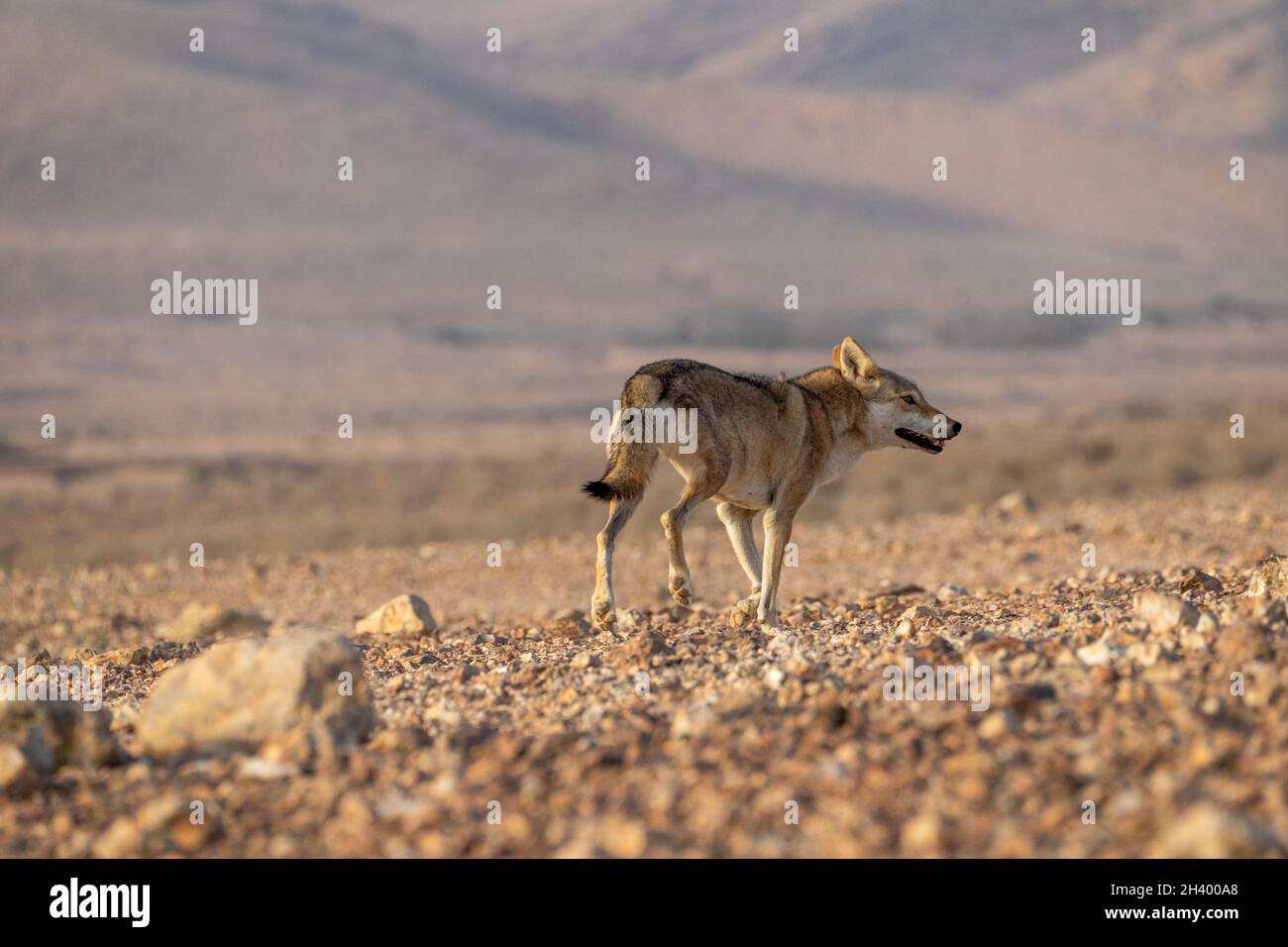 Der weibliche arabische Wolf (Canis lupus arabs) ist eine Unterart des grauen Wolfes Stockfoto