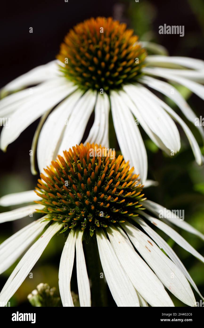 Weiße Kegelblumen, oder Echinacea magnus Superior, in voller Blüte in der Sonne mit verschwommenem Hintergrund Stockfoto