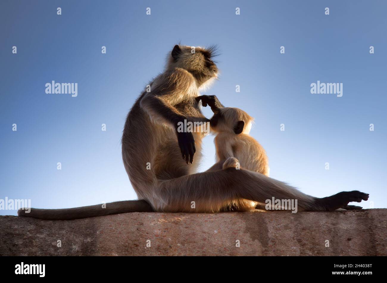 Weibliche Affenlangur und ihr Junge Stockfoto