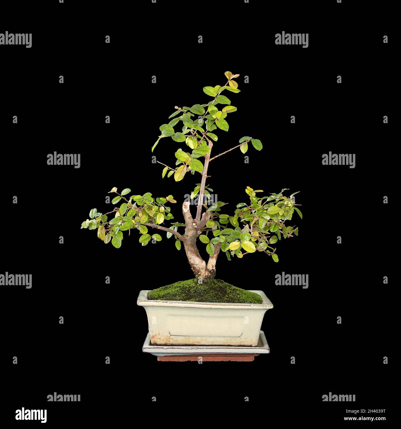 Kleine Bonsai mit süßen Pflaumen, isoliert auf dunklem Hintergrund (Sageretia theezans) Stockfoto