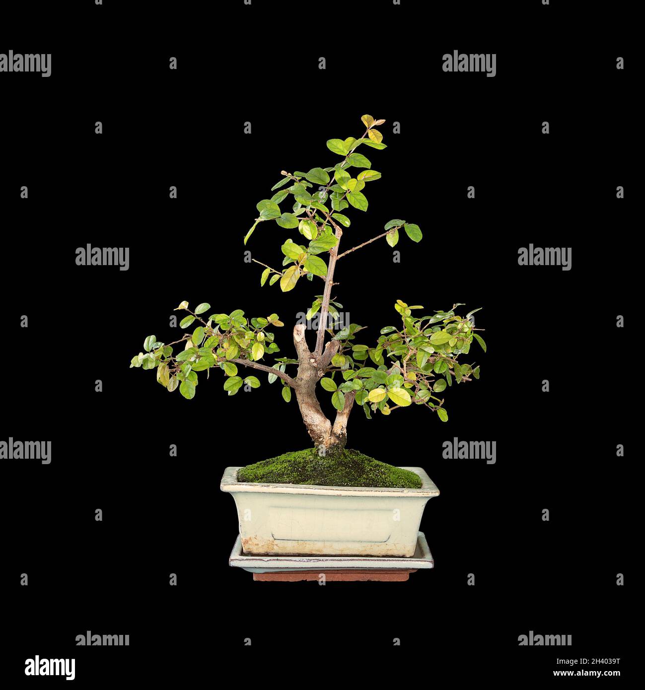 Bonsai pflaume -Fotos und -Bildmaterial in hoher Auflsung  Alamy