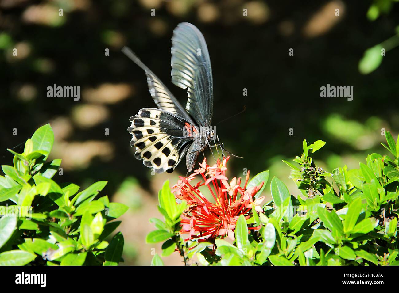 Schwalbenschwanzschmetterling Polymnestor auf westindischer Jasmin Stockfoto