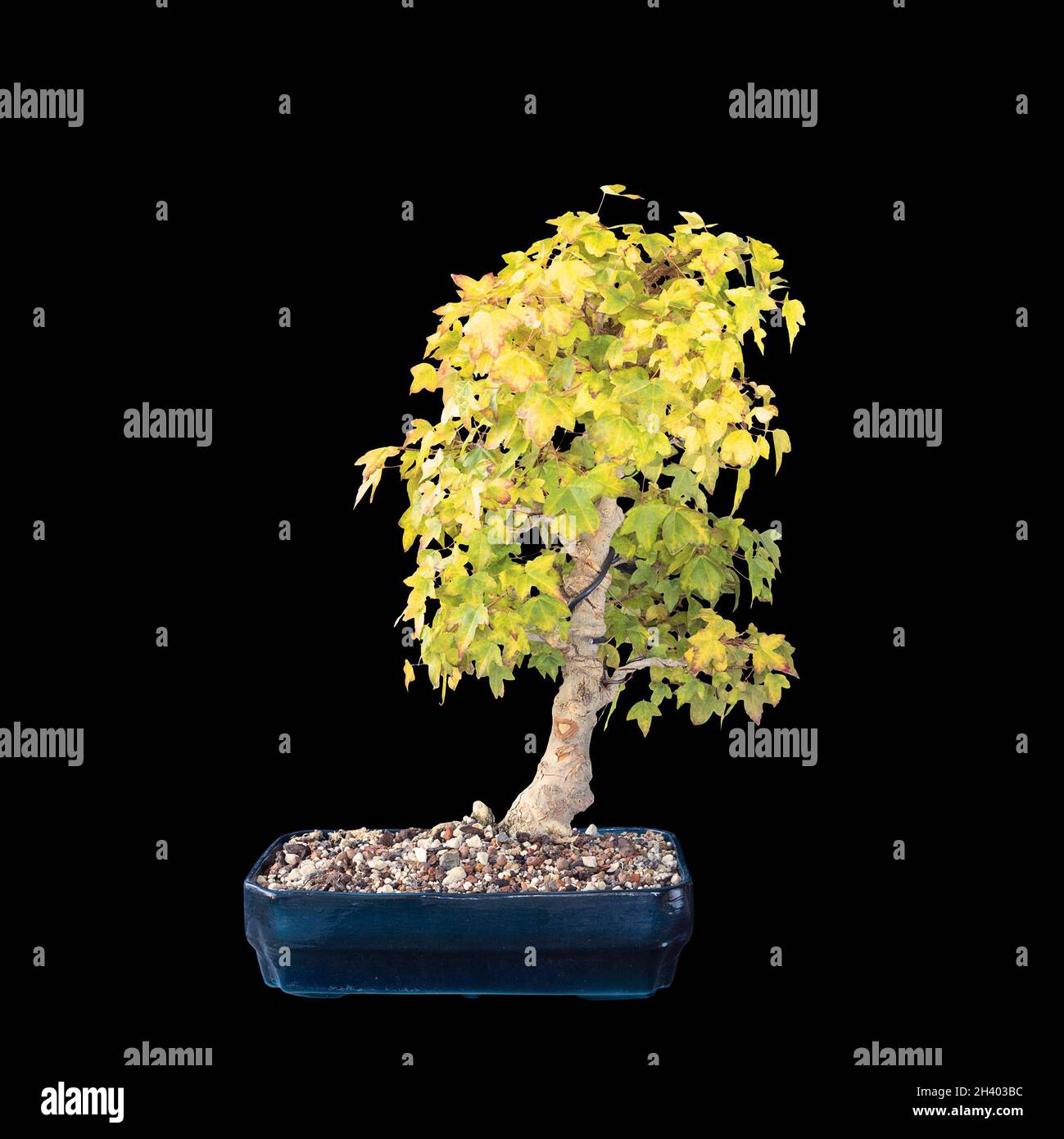 trident Ahorn Bonsai über dunklem Hintergrund (Acer buergerianum) Stockfoto