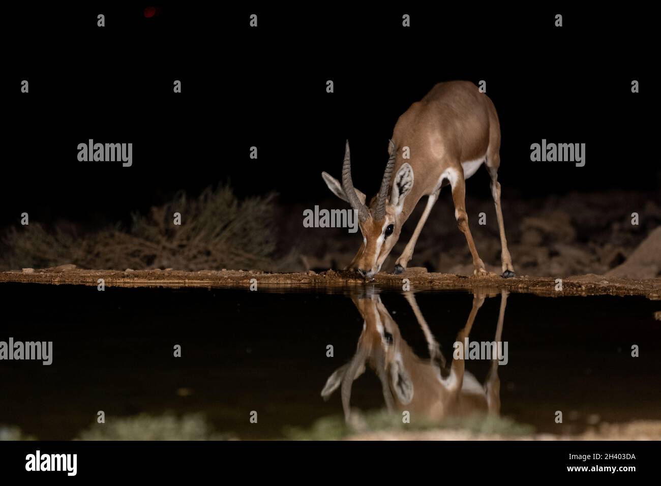 Dorcas Gazelle (Gazella dorcas) trinkt nachts in der Wüste Stockfoto