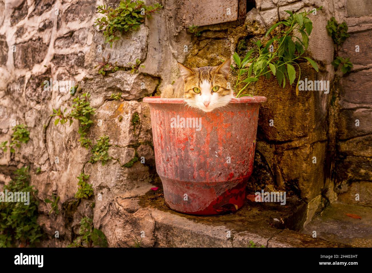 Katzenkopf schaut von Blumentopf draußen Stockfoto