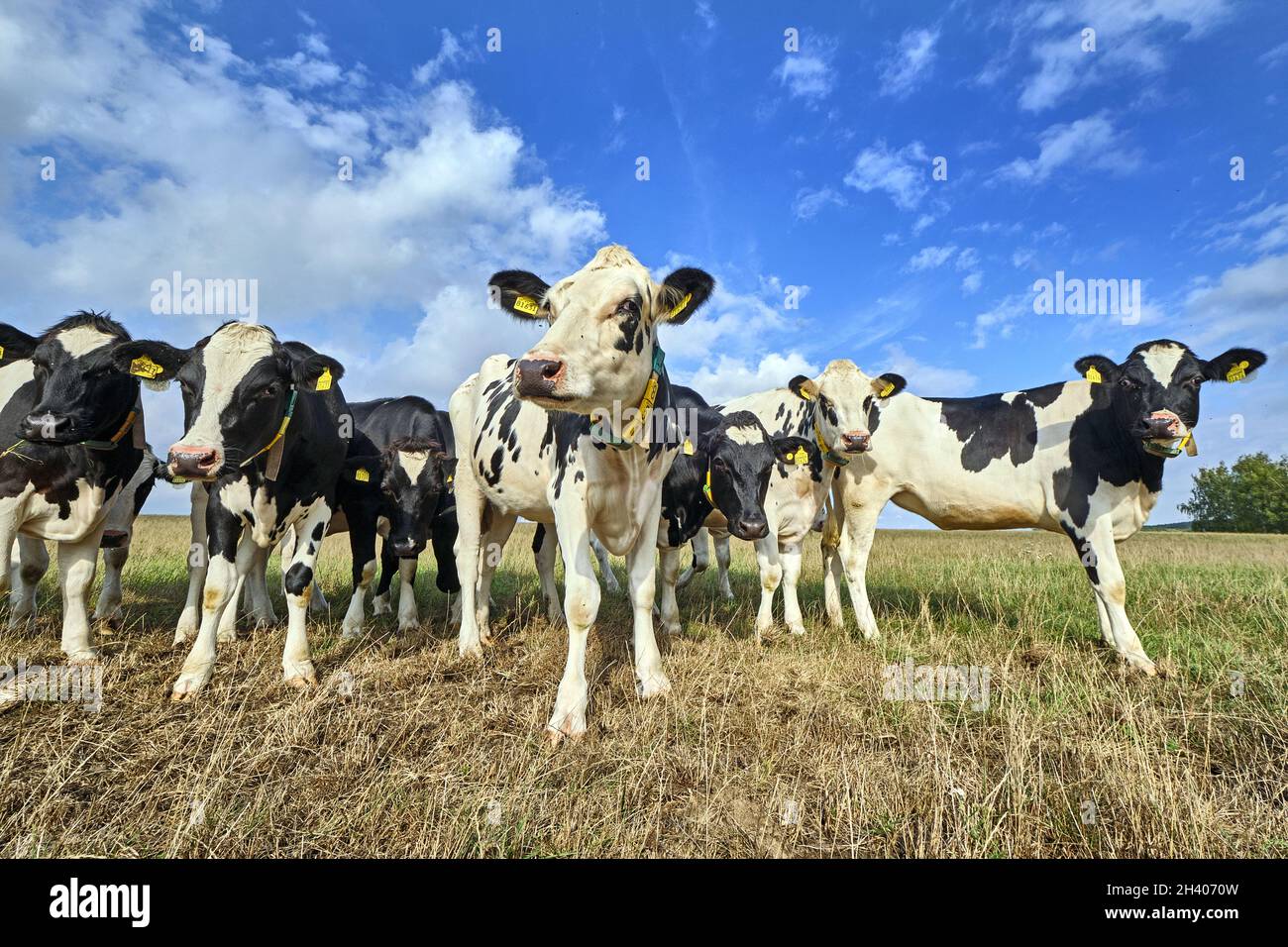 Junge Kühe auf der Weide. Stockfoto