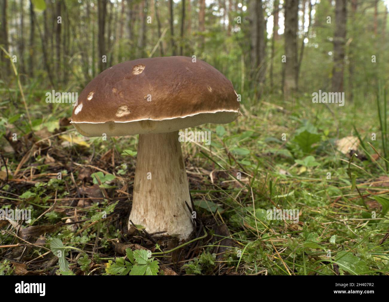 Essbare Pilze im Wald an einem sonnigen Tag, Boletus edulis. Stockfoto