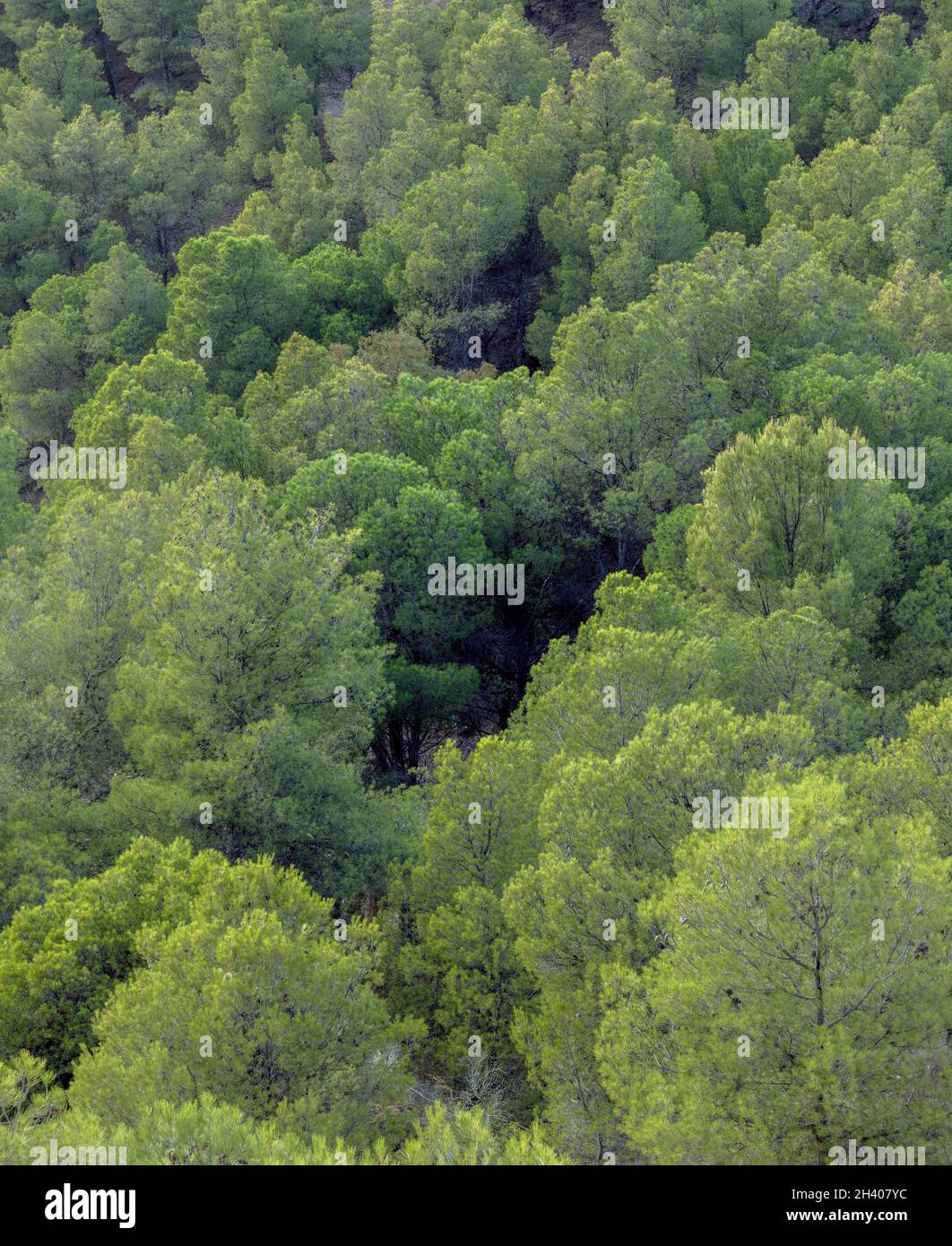 Kiefernwald. Pinus. Stockfoto