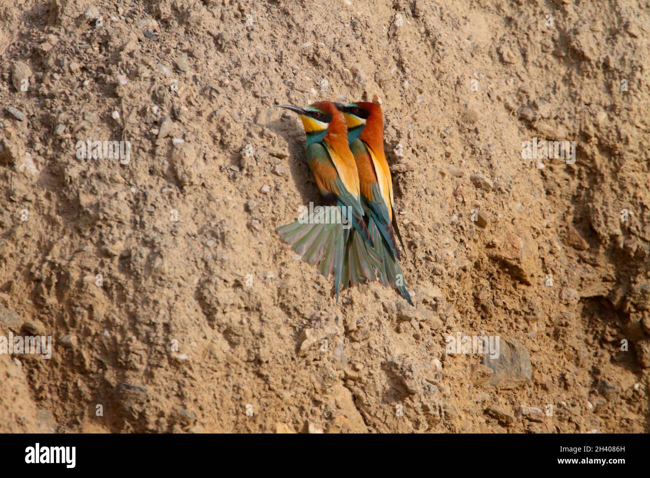 Ein Paar europäischer Bienenfresser (Merops apiaster) inspiziert eine potenzielle Nistbank auf der griechischen Insel Lesvos Stockfoto