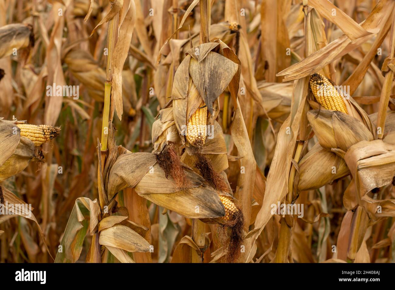 Maisfeld (Zea mays) bereit für die Ernte. Mais landwirtschaftliches Feld im Herbst. Stockfoto