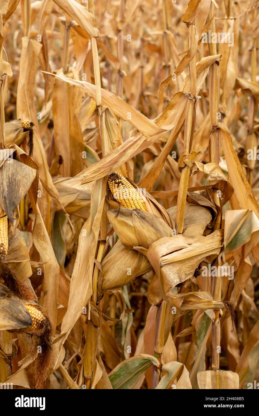 Maisfeld (Zea mays) bereit für die Ernte. Mais landwirtschaftliches Feld im Herbst. Stockfoto