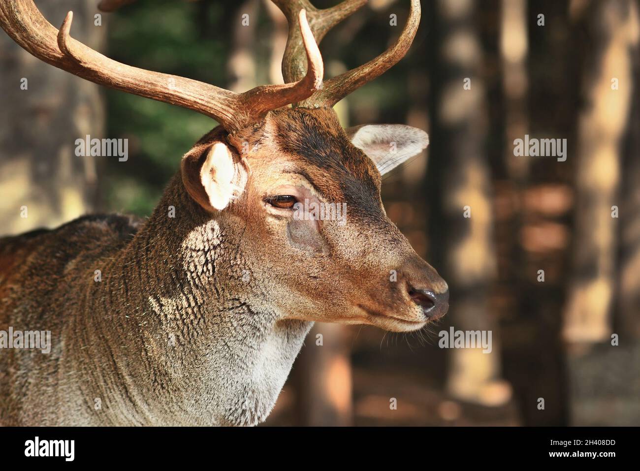 Europäischer Damhirsch mit Krankheit um das Auge, die einen kahlen, furellosen Fleck zeigt Stockfoto