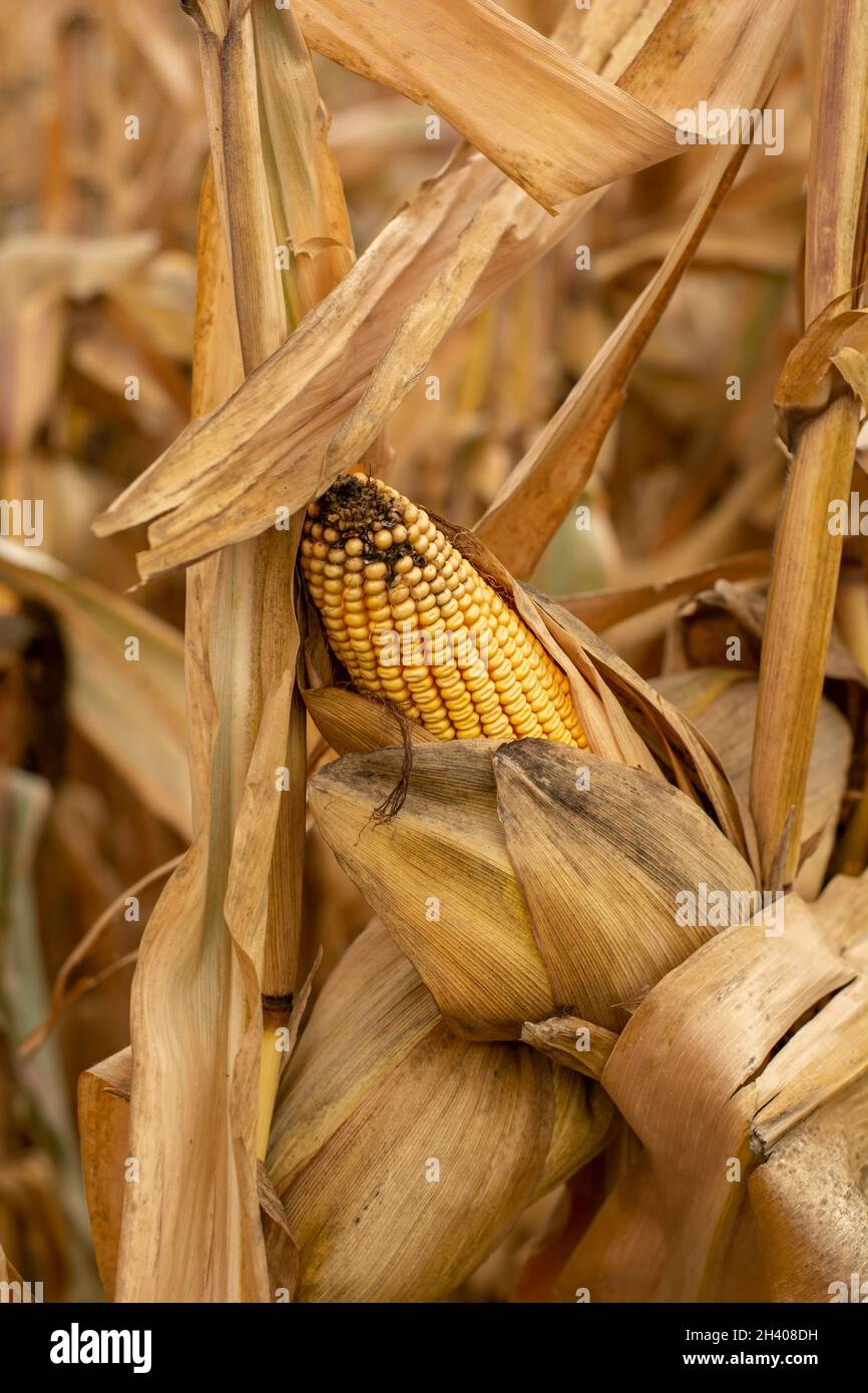 Maisfeld (Zea mays) bereit für die Ernte. Mais landwirtschaftliches Feld im Herbst. Stockfoto