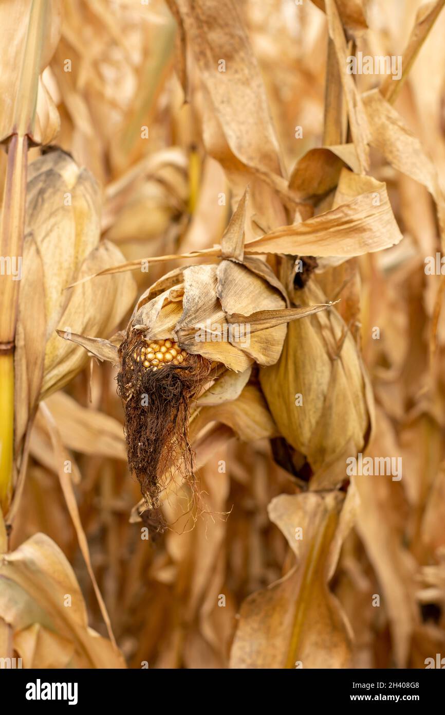 Maisfeld (Zea mays) bereit für die Ernte. Mais landwirtschaftliches Feld im Herbst. Stockfoto