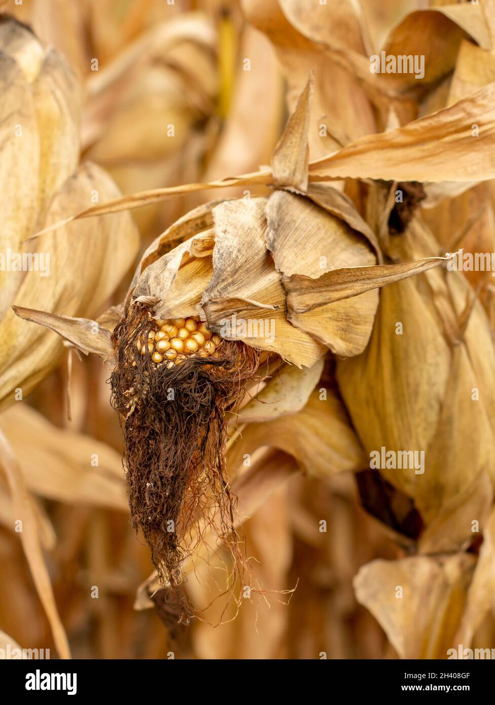 Maisfeld (Zea mays) bereit für die Ernte. Mais landwirtschaftliches Feld im Herbst. Stockfoto