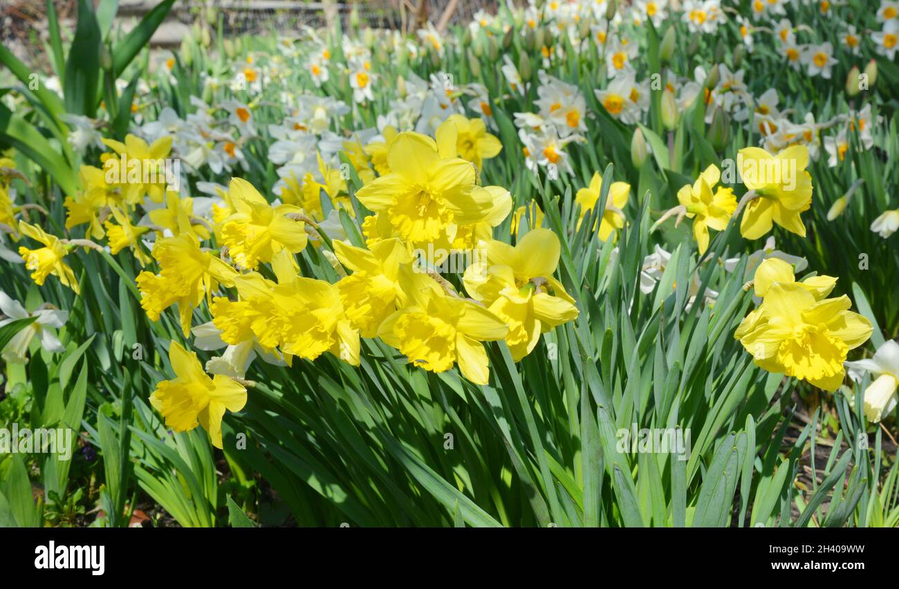 Gelbe Frühlingsnarziss Blüten. Gelbe Narzissusblüte auch bekannt als Narzissen, Narzissen und Jonquil. Stockfoto