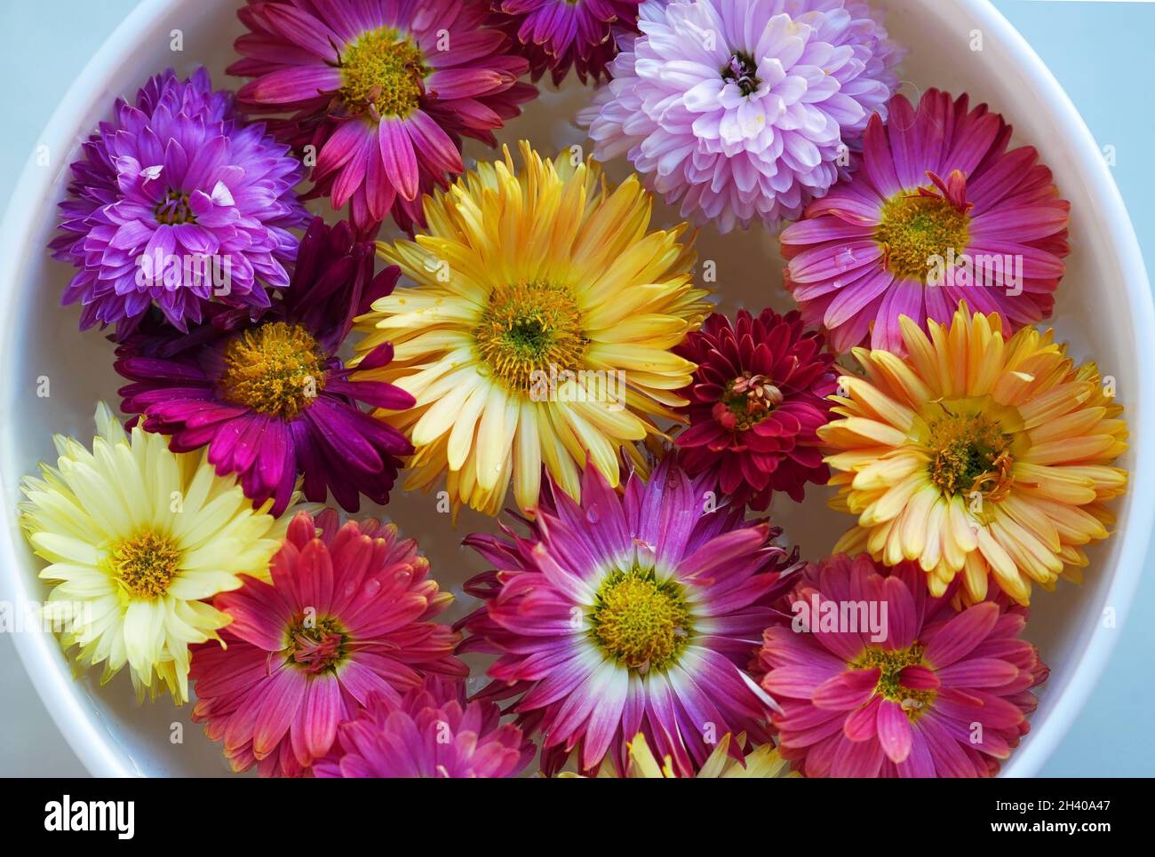 Runde weiße Piala mit Wasser und schwimmen Blumen von gesprenkelten Chrysanthemen - Herbstblumen. Schöne helle Hintergrund mit bunten Chrysantheme Stockfoto