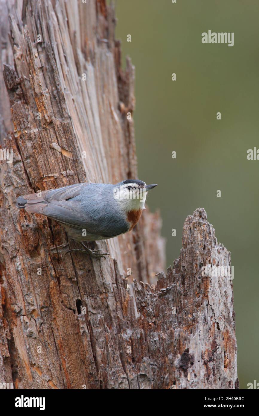 Ein ausgewachsener Krüper-Knuthatch (Sitta krueperi) in der Nähe eines Neststandorts im Frühjahr auf der griechischen Insel Lesvos Stockfoto