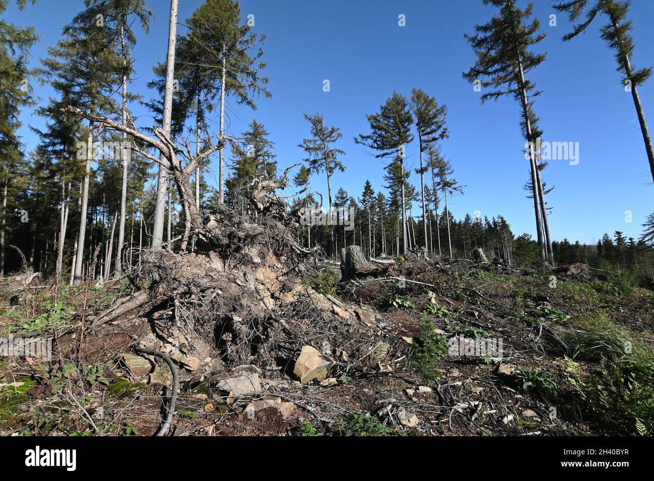 Teilweise gerodet Fichtenmonokultur Stockfoto