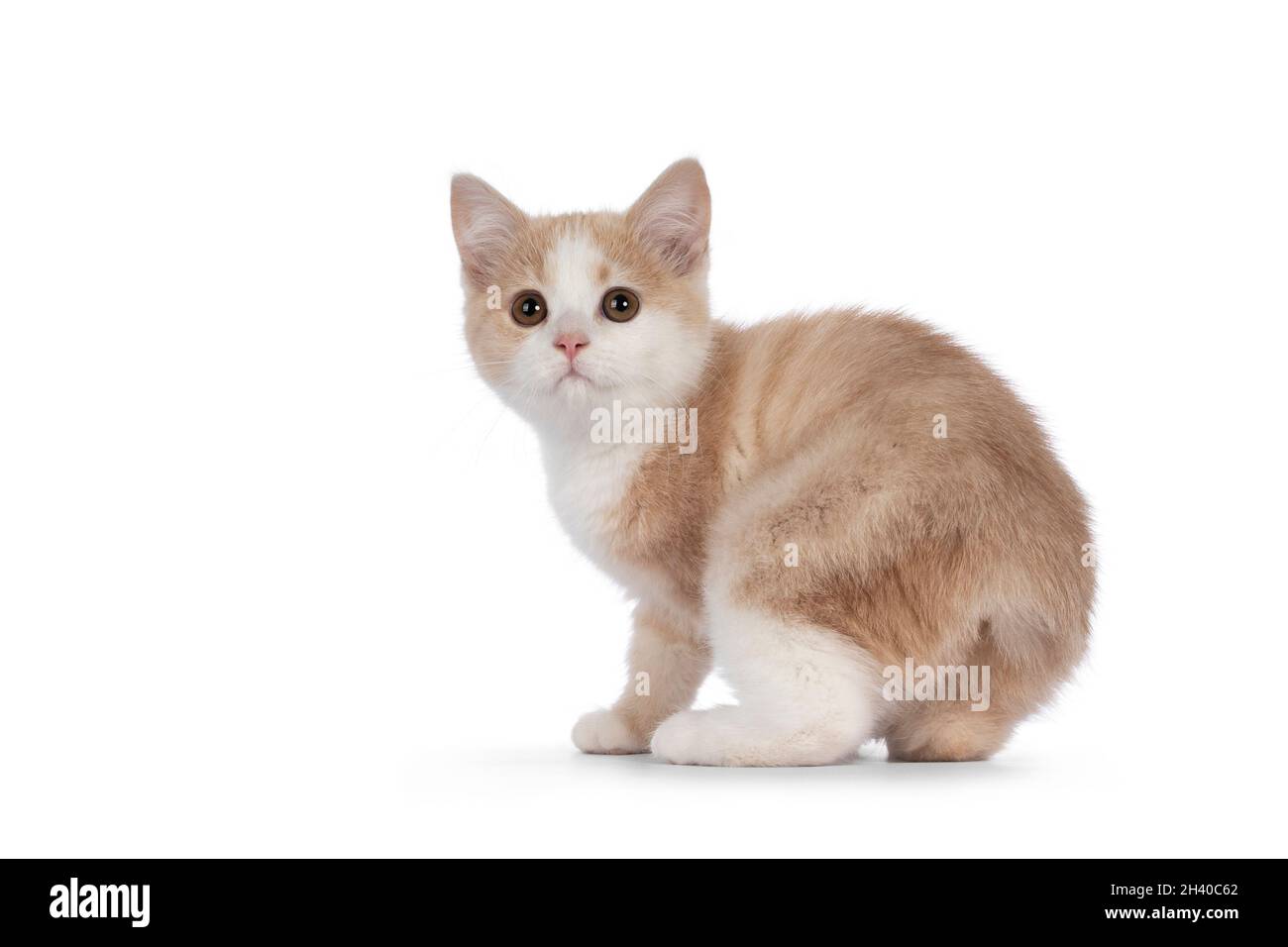 Liebenswert schwanzlos Manx Katze Kätzchen, in Drehbewegung zeigen Stumpf. Blick auf die Kamera mit süßen, tropfenden Augen. Isoliert auf weißem Hintergrund. Stockfoto