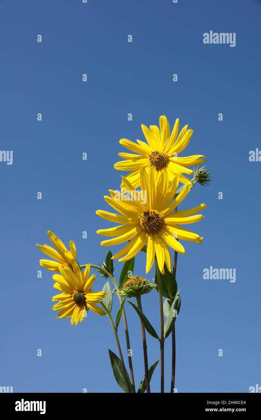 Helianthus grosseserratus, Sonnenblume mit Sägezahn Stockfoto