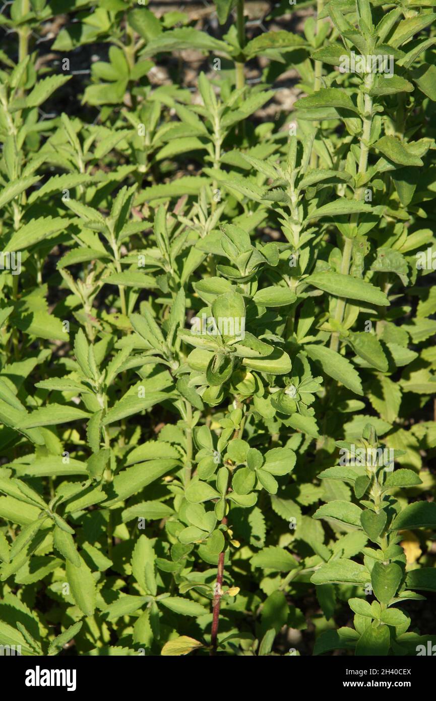 Stevia rebaudiana, Süßigkeitenblatt Stockfoto