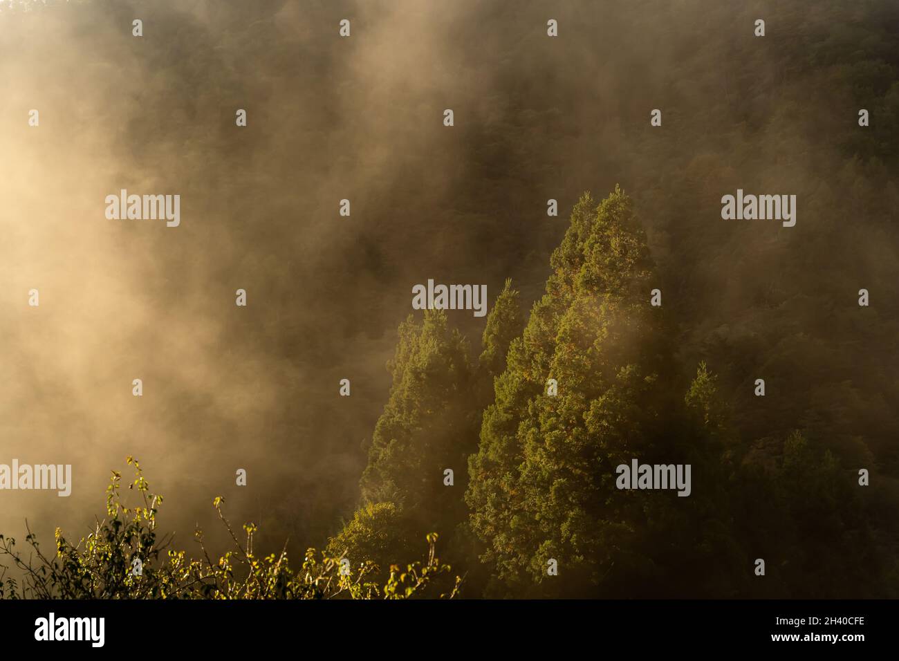 Neblige Bergwaldlandschaft am kalten Morgen. Fantasy-Wald Okutama japan Stockfoto